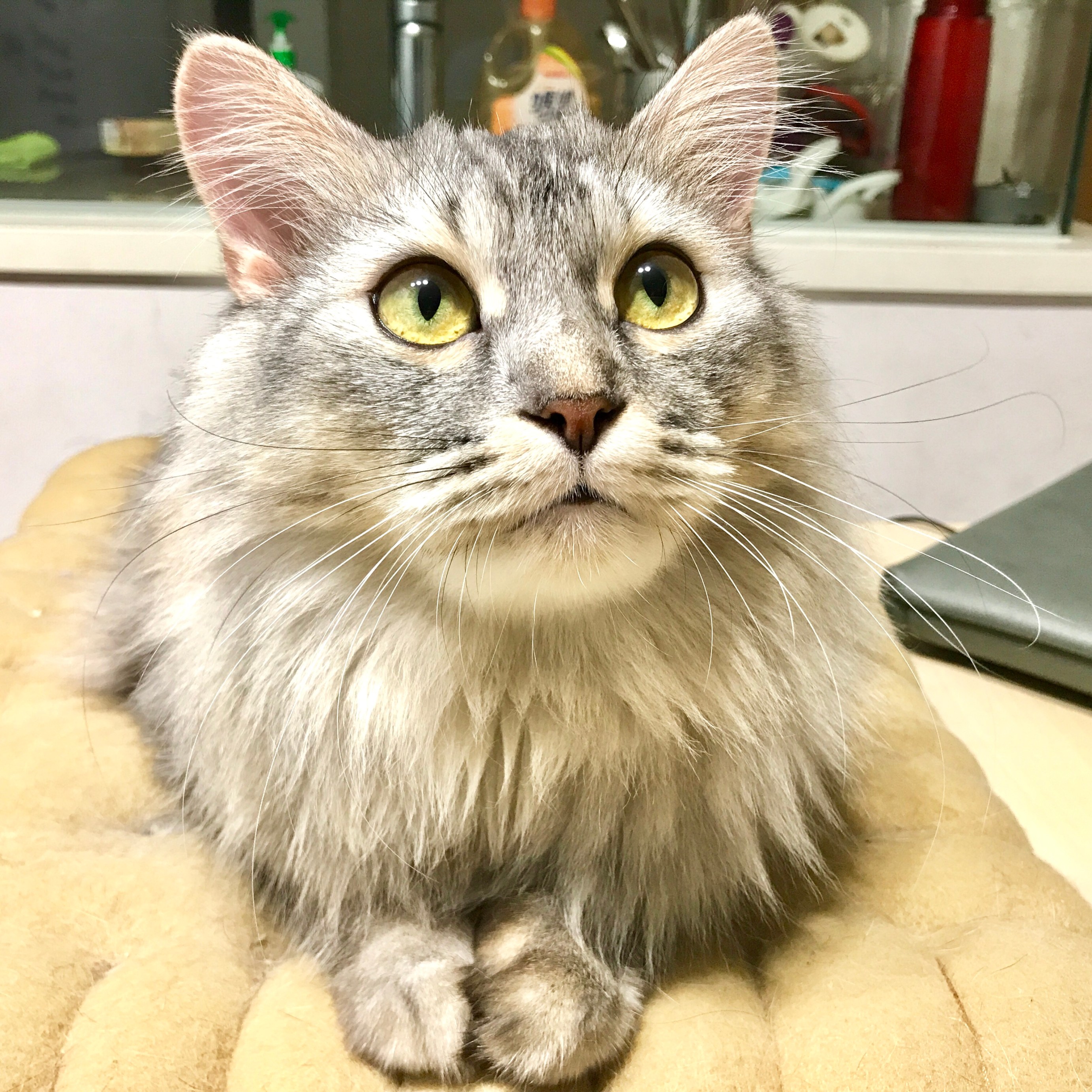 MOE Syllabus GCE O level PSLE Singapore Tuition English Maths Science Primary Secondary Tutor Small group