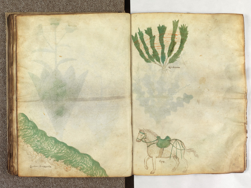 An open manuscript displays botanical drawings across two aged pages, with faint handwritten notes and a small animal illustration near the lower edge.