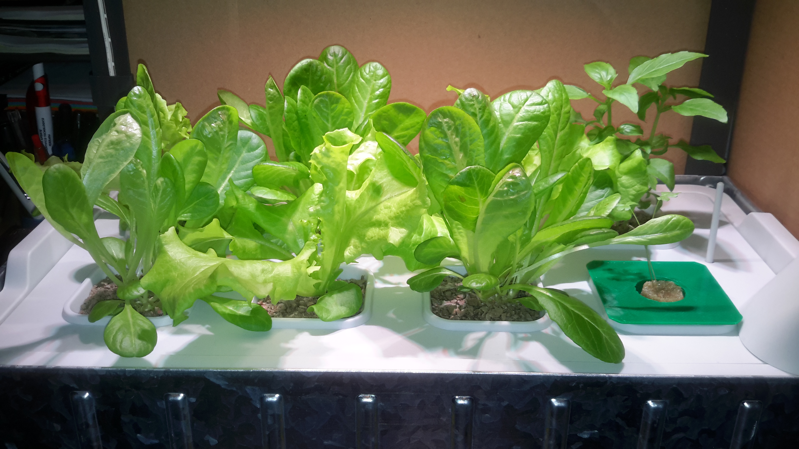 Small indoor hydroponic kit growing lettuce and herbs under a lamp, with leafy plants arranged above the water-based growing container.
