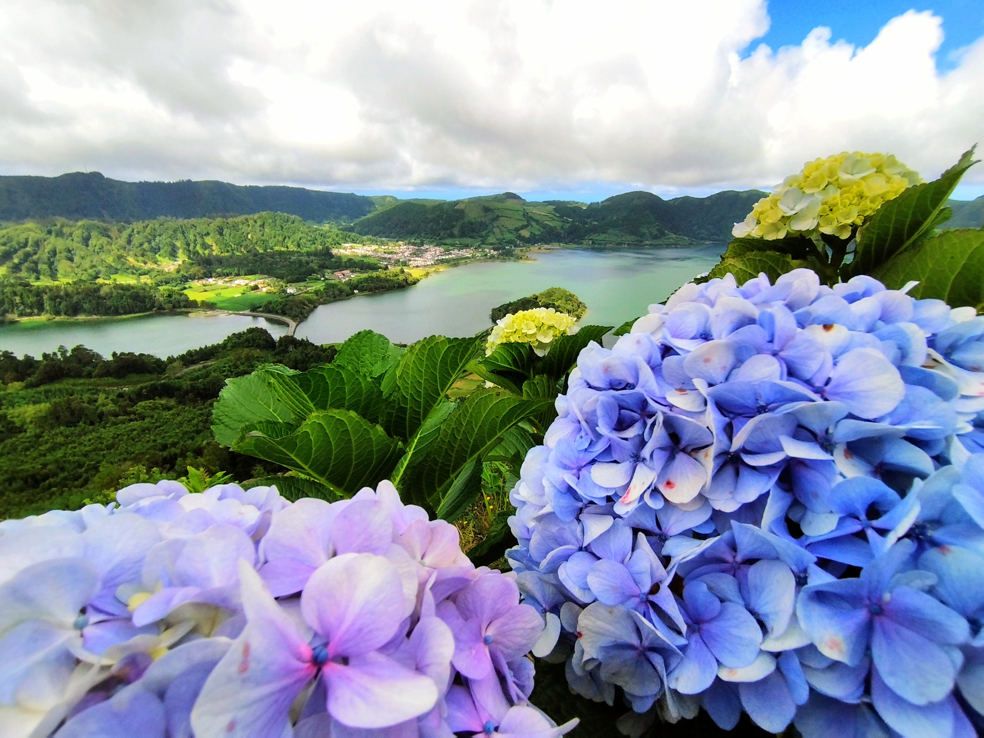 Lavender and blue hydrangea flowers in the foreground with green volcanic hills and the Sete Cidades caldera lakes beyond on São Miguel in the Azores.