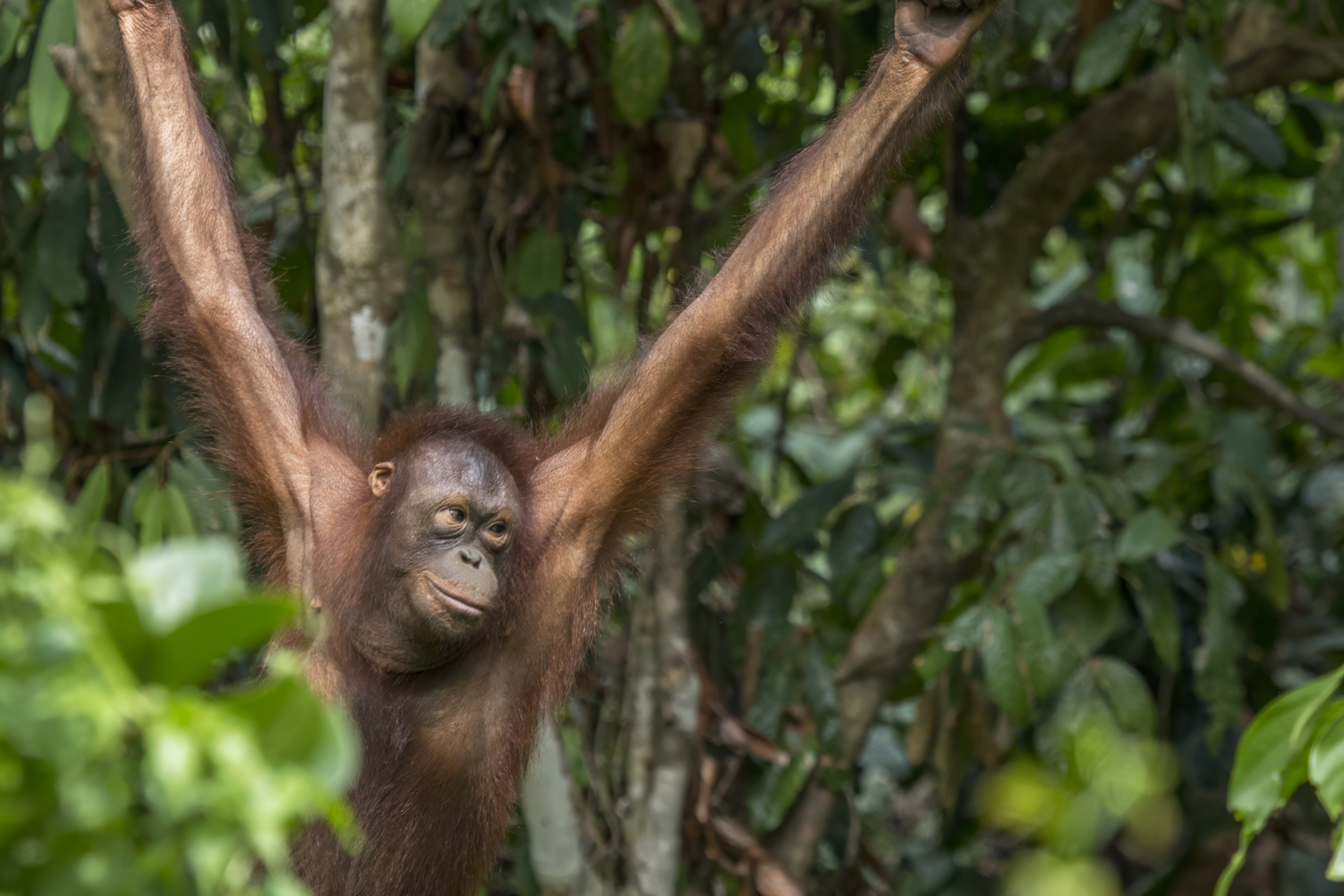 Bornean orangutan in Sepilok Sabah Malaysia, illustrating the species and habitat concerns during regional peatland fires