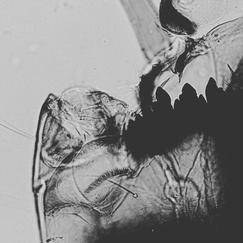 Microscope photograph of a Chironomus tentans head capsule, emphasising the toothed mentum used in morphological identification; not material from the fictional lesson core.