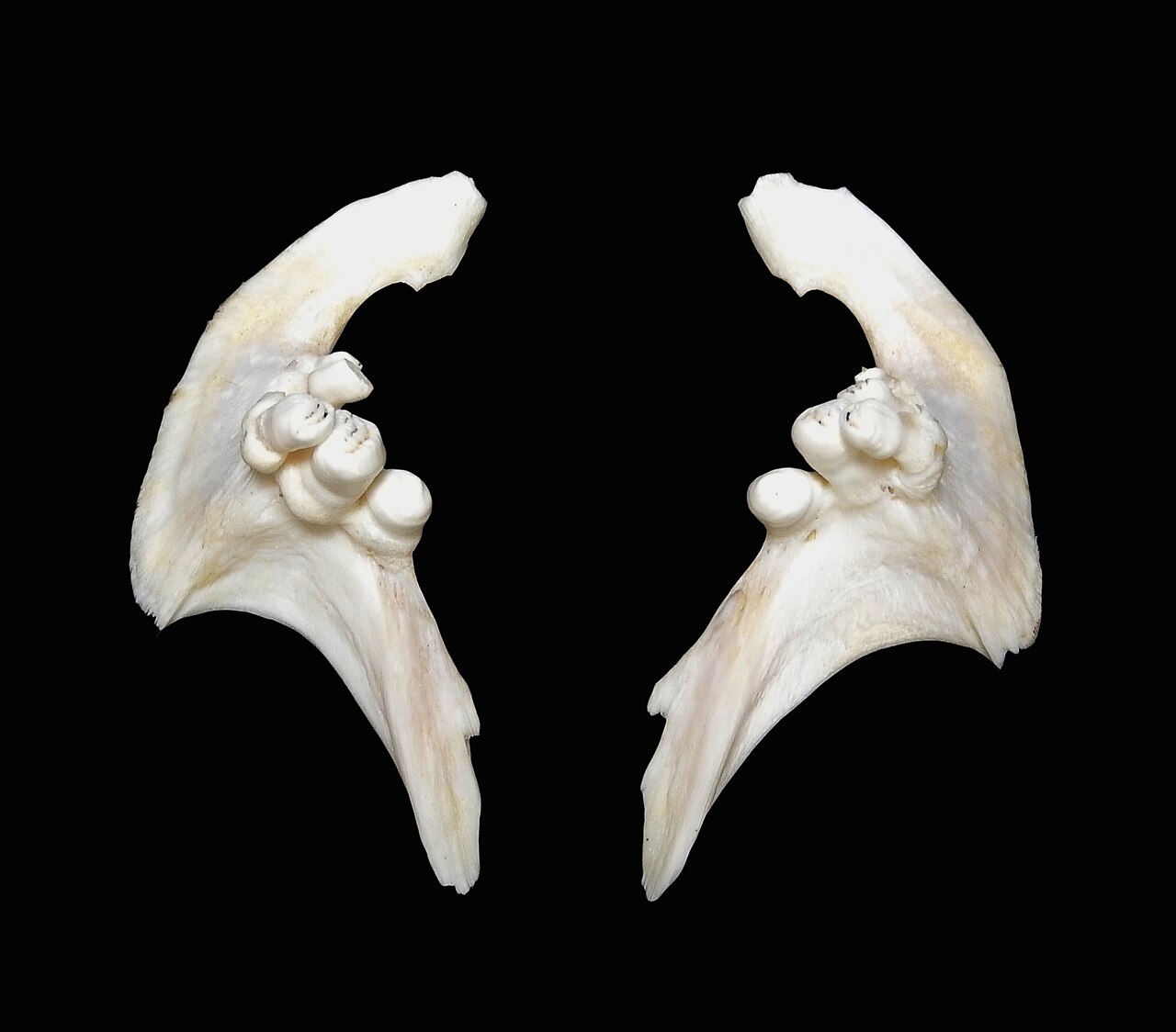 Actual pair of common carp Cyprinus carpio pharyngeal bones with rounded molar-like teeth, modern museum anatomical reference on black background, not fossil teeth from an archaeological burial.