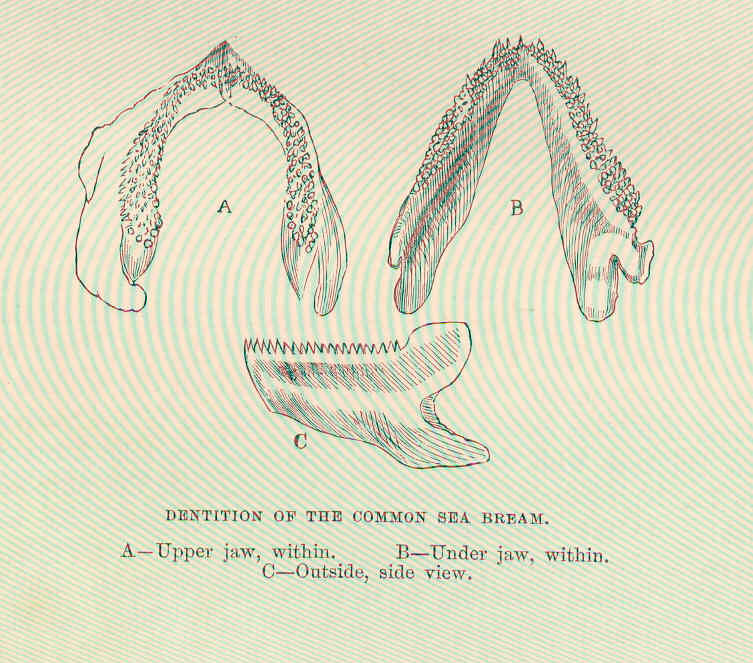 Original 1877 scientific line illustration of common sea bream jaws with a labelled upper jaw, inner lower jaw and side view of a tooth-bearing lower jaw; public-domain anatomical reference, not an excavated fish fossil.