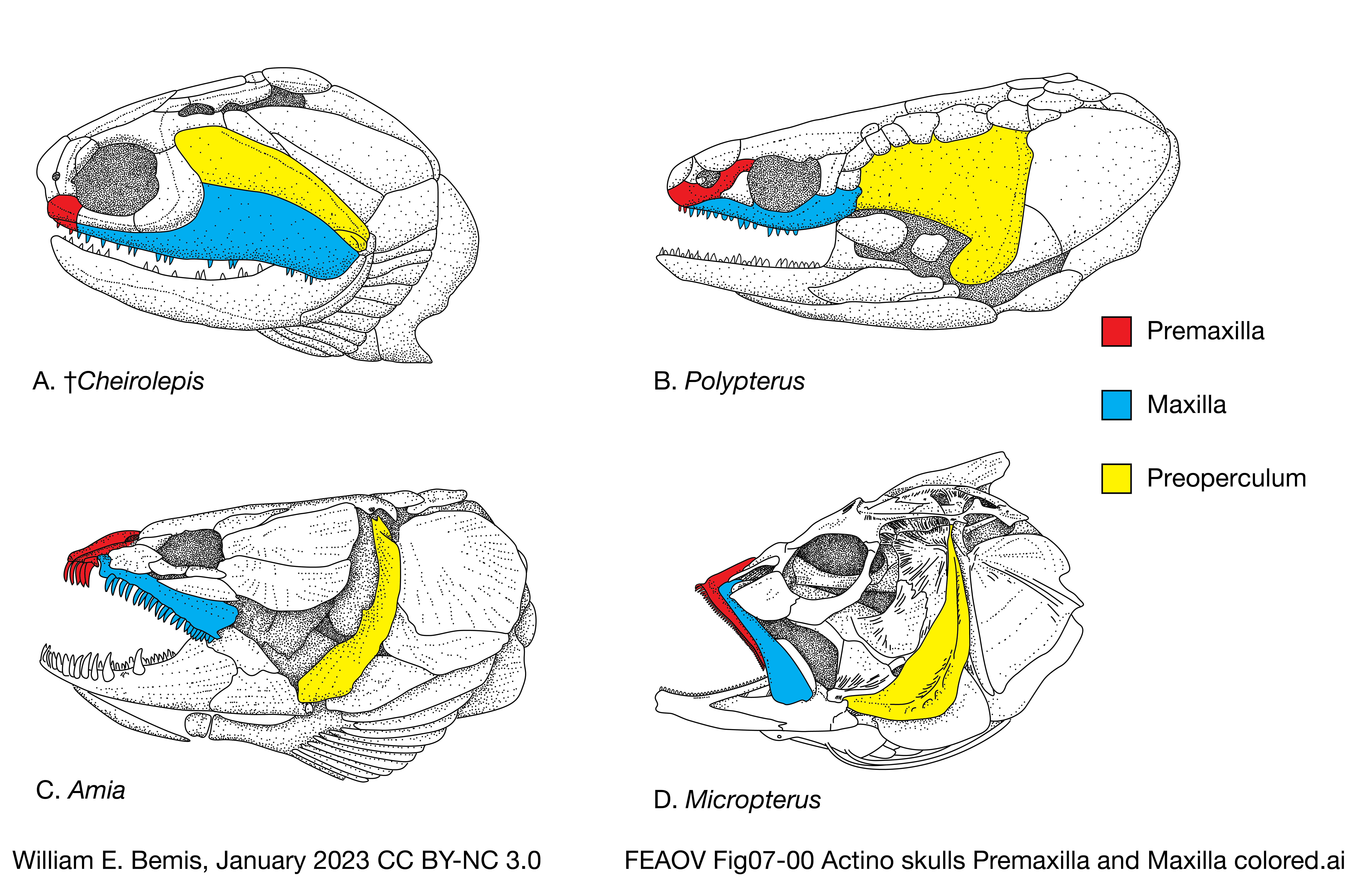 Scientific comparative osteology illustration showing premaxilla, maxilla and preopercle morphology in basal and derived ray-finned fishes, including largemouth bass; modern anatomical and evolutionary reference, not excavation finds.