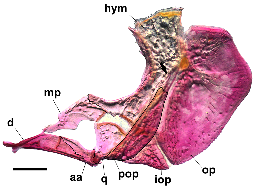 Genuine stained modern Corydoras undulatus lateral fish skull skeleton with quadrate q adjoining anguloarticular aa at the jaw joint, plus hyomandibula, metapterygoid, opercle and preopercle; scale bar 1 mm.