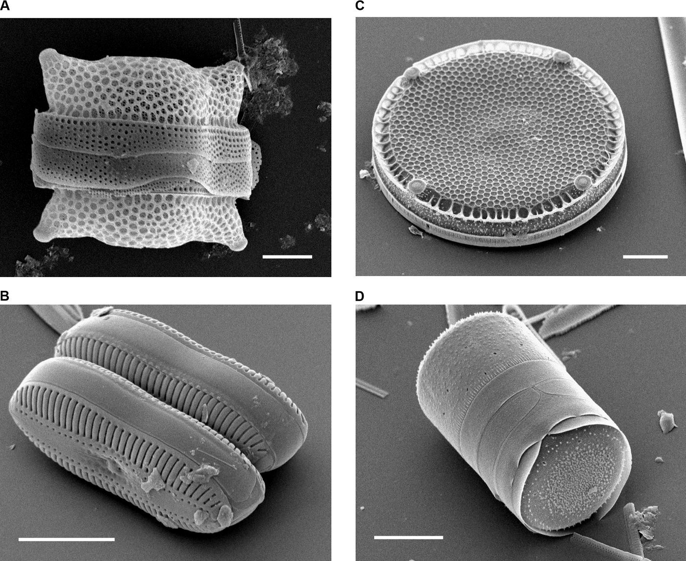 Four scanning electron micrographs of modern diatom silica frustules, including centric and pennate diatoms, with micrometre scale bars; separate from the fictional archaeological sediment cores.