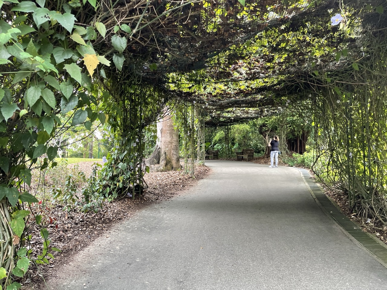 Visitor walking for exercise along a path in Singapore Botanic Gardens.