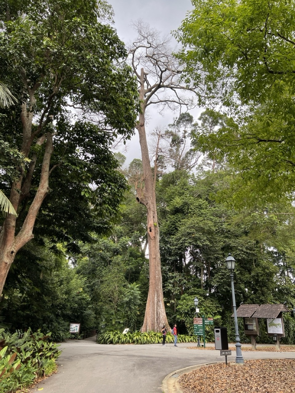 Large mature tree inside Singapore Botanic Gardens.