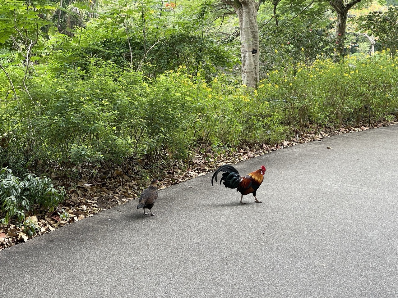 Free-roaming chickens walking inside Singapore Botanic Gardens.