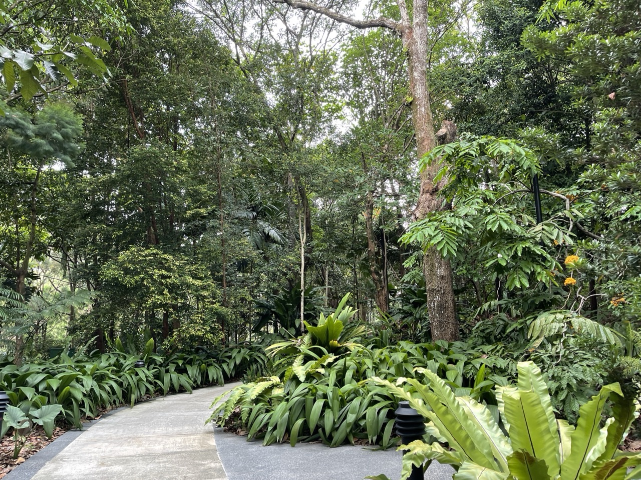 Pedestrian walkways through Singapore Botanic Gardens.