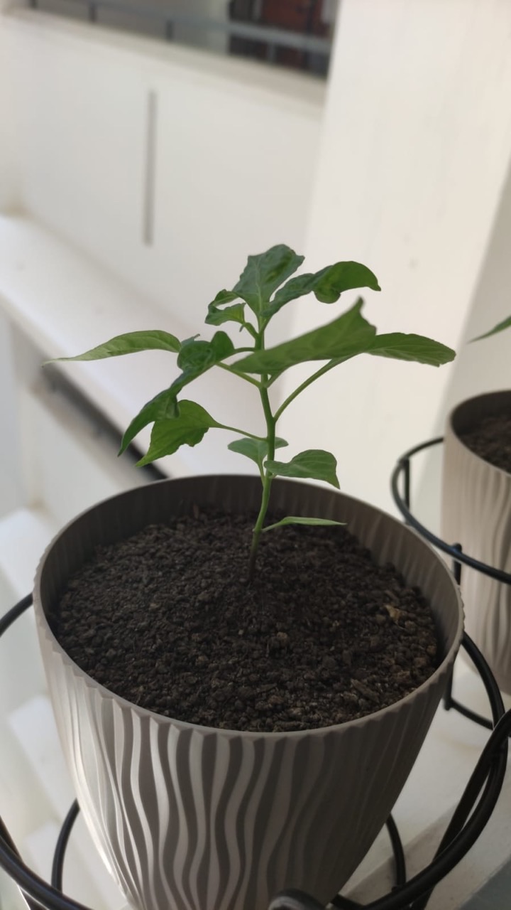 Chilli plant growing at a Singapore HDB flat.