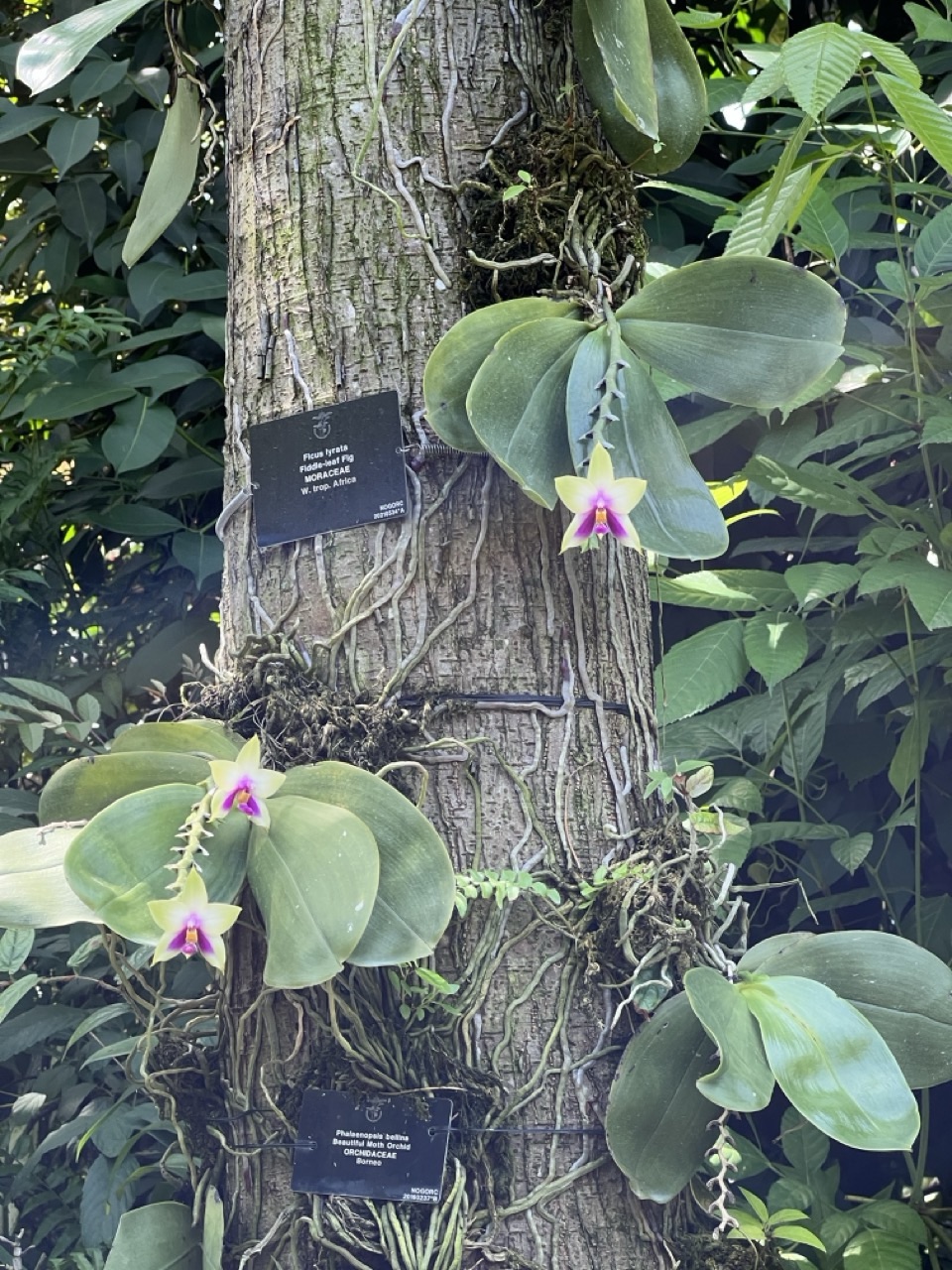 Full orchid plant in close-up at Singapore Botanic Gardens.