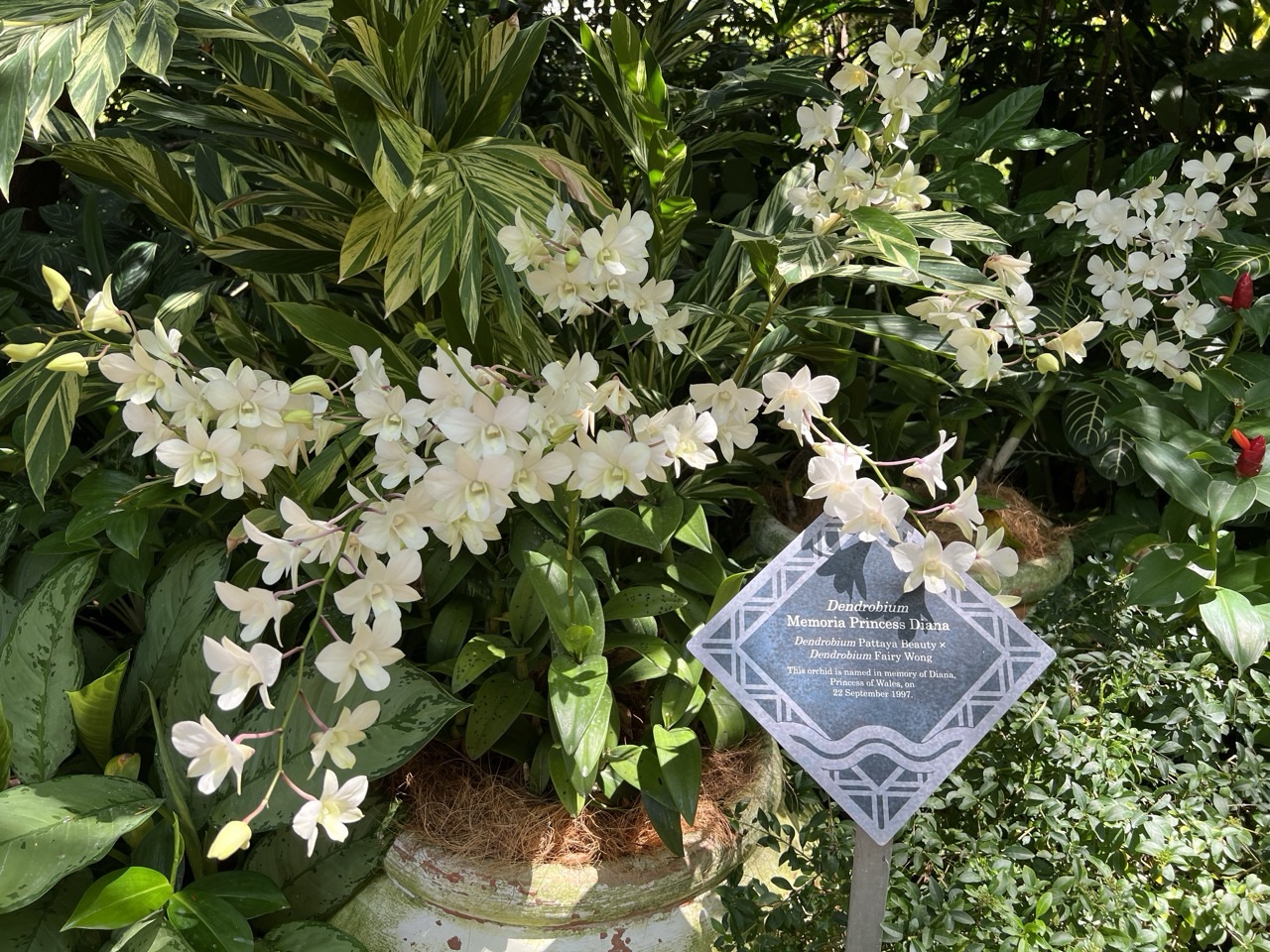 Orchid dedicated to Princess Diana at Singapore Botanic Gardens.