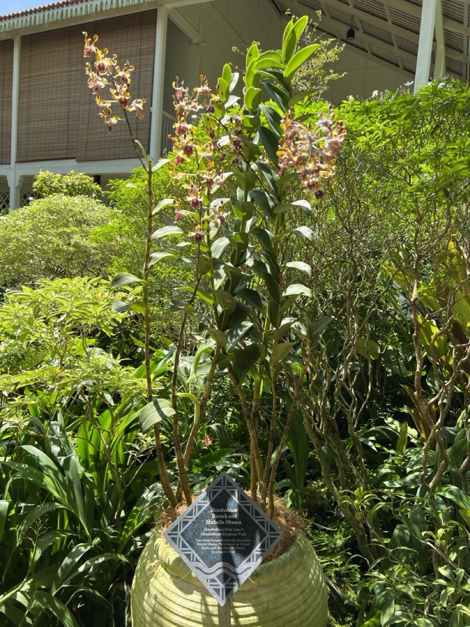 Full orchid plant in a pot at Singapore Botanic Gardens.
