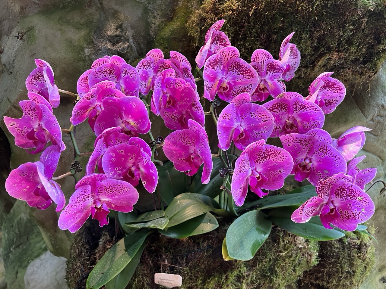 Close-up of an orchid flower in the National Orchid Garden.