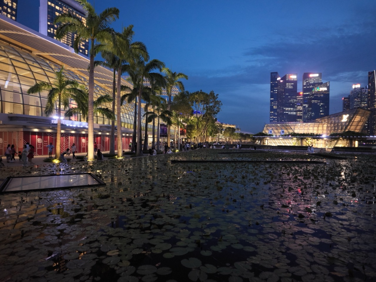 Lotus plants in a Marina Bay water feature with Marina Bay Sands and the Singapore skyline behind