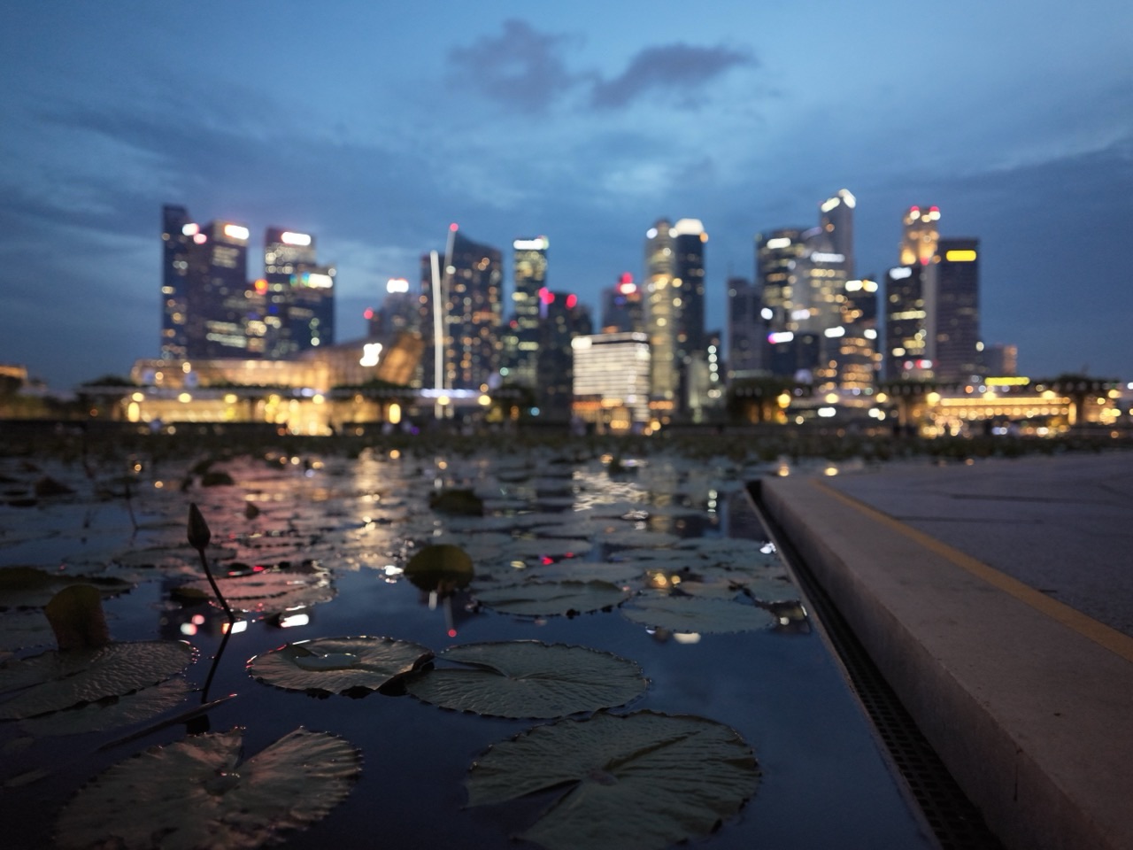 Lotus plants in sharp focus in a Marina Bay water feature with the Singapore skyline softly blurred behind