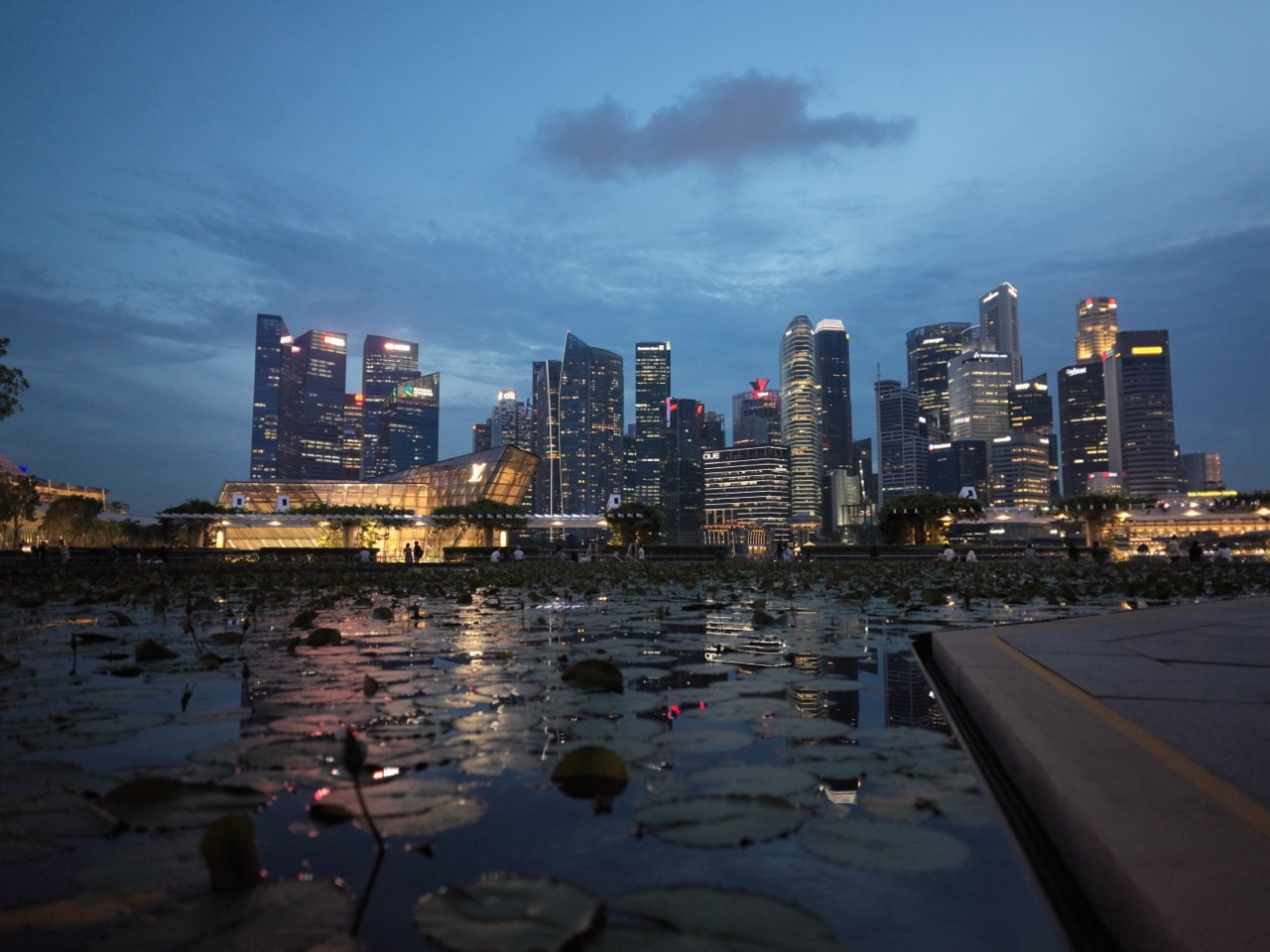 Lotus plants in a Marina Bay water feature with the Singapore skyline in the background