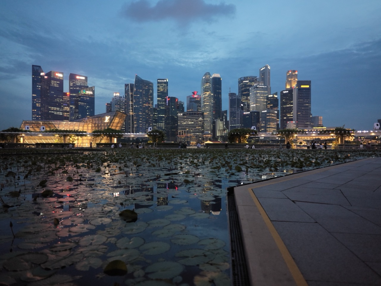 Lotus plants in a Marina Bay water feature with the Singapore skyline in the background