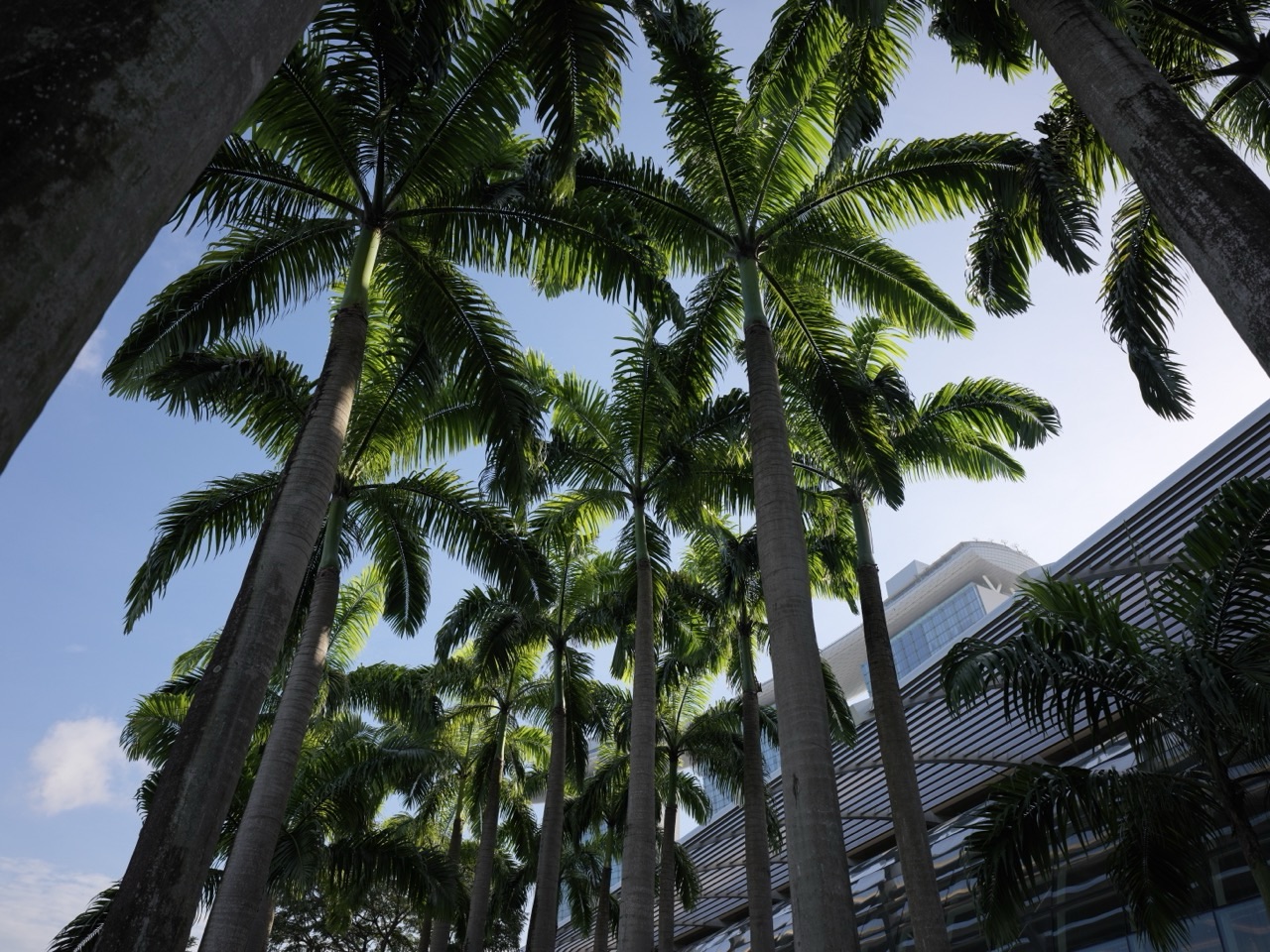 Palm trees along the outdoor promenade at Marina Bay Sands in Singapore