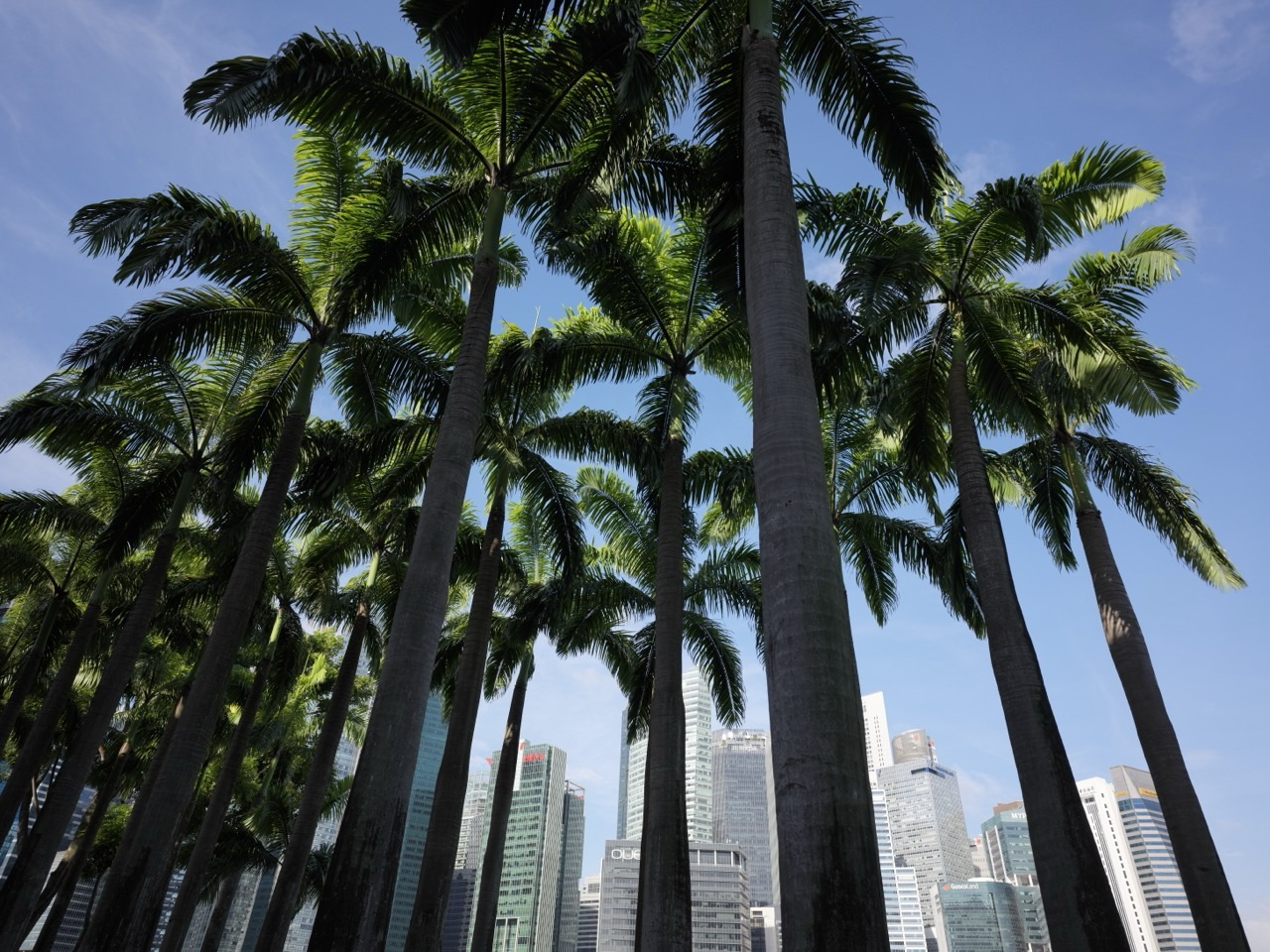 Palm tree on the Marina Bay waterfront with the financial district skyline in the background