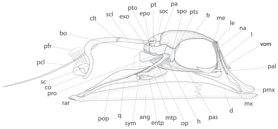 Peer-reviewed lateral interpretive drawing of the ~40-million-year-old Parastylephorus anatoides Eocene fish skull, with metapterygoid mtp, palatine pal, ectopterygoid and hyomandibula labeled; geological fossil reconstruction, not archaeology.