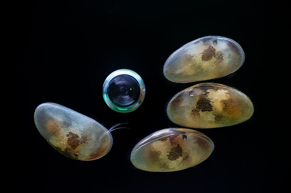 Actual focus-stacked modern micrograph of four ostracod seed shrimps collected near Rakvere, Estonia, arranged around a water bubble, not ancient archaeological valves or fictional lake-core specimens.