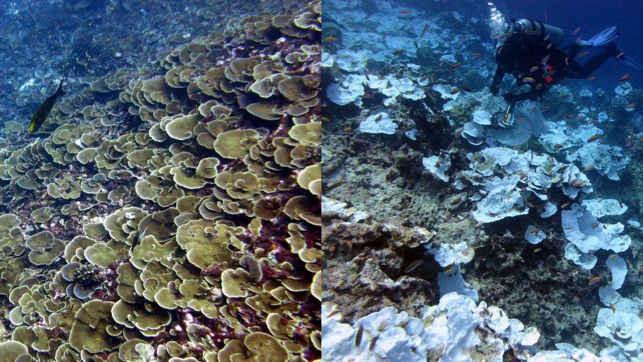 Comparison of Jarvis Island coral in April 2015, at left, and bleached coral in November 2015, at right.