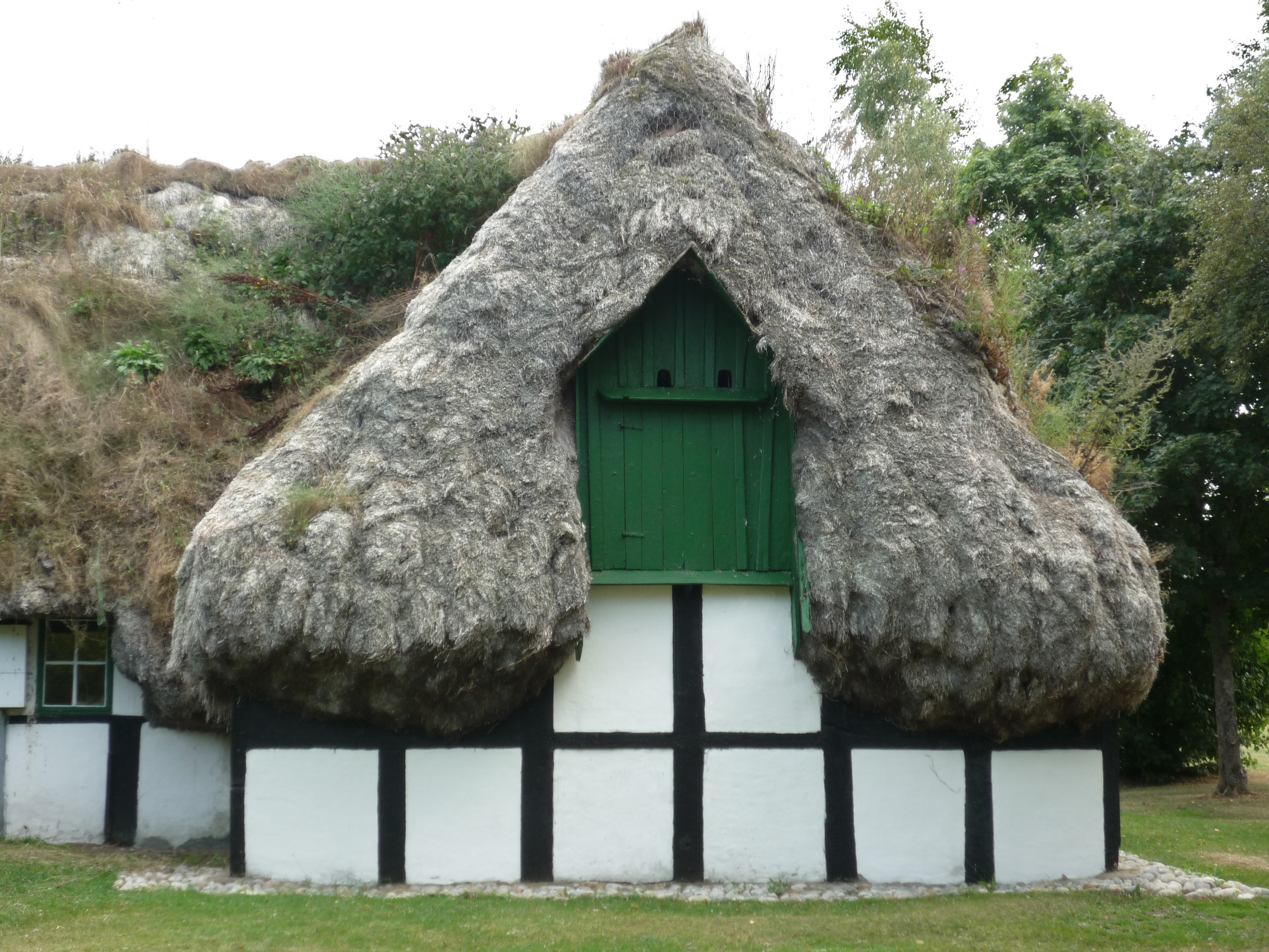 Historic Danish white house with thick eelgrass seaweed thatched roof on the island of Læsø