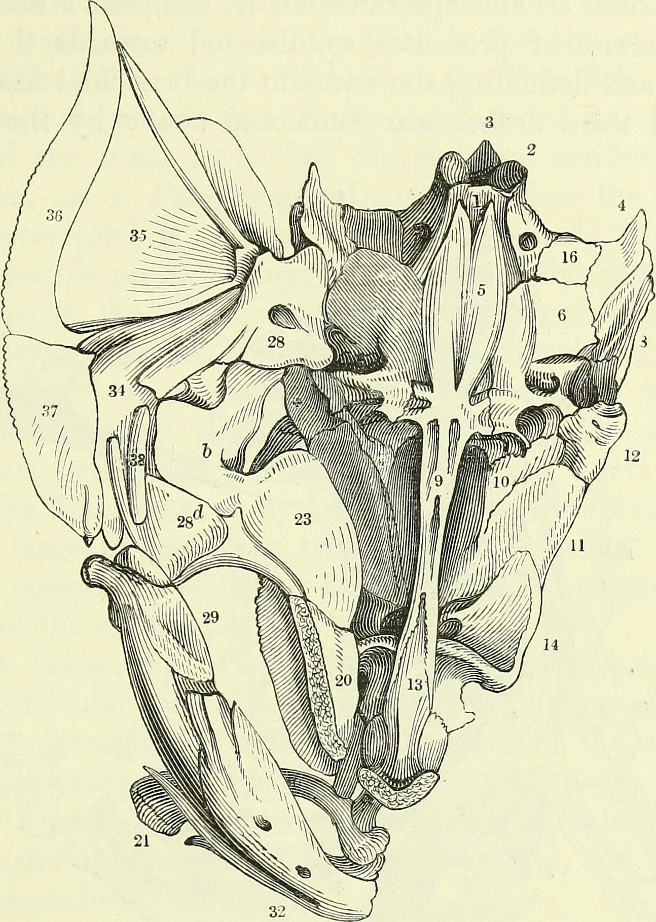 Public domain historical scientific drawing by Richard Owen showing the skull base and mandibular arch of European perch, with bone 23 labelled entopterygoid and bone 20 palatine; not an archaeological specimen.