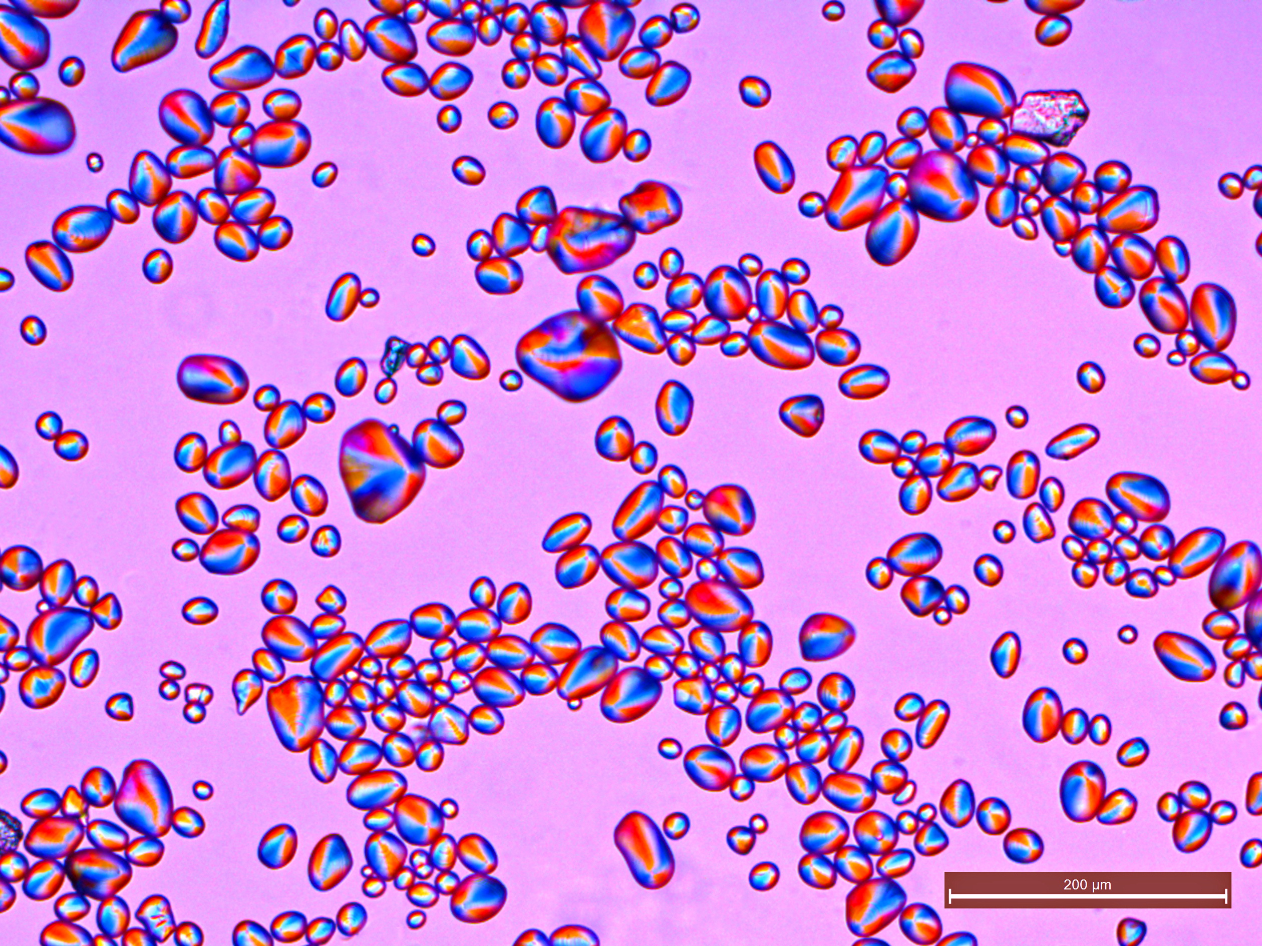 Modern potato starch granules observed with polarised light at 100x magnification with characteristic birefringent crosses, photo by Photon 400 750. Not archaeological plant residues.