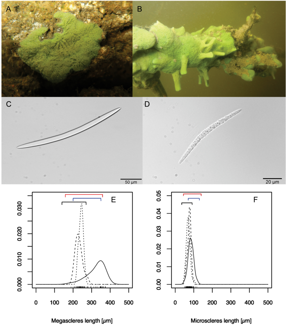 Research figure of freshwater Spongilla lacustris living on submerged structures, with true microscopic megascleres and microscleres and measured size distributions; modern specimens, not fictional fossil material.