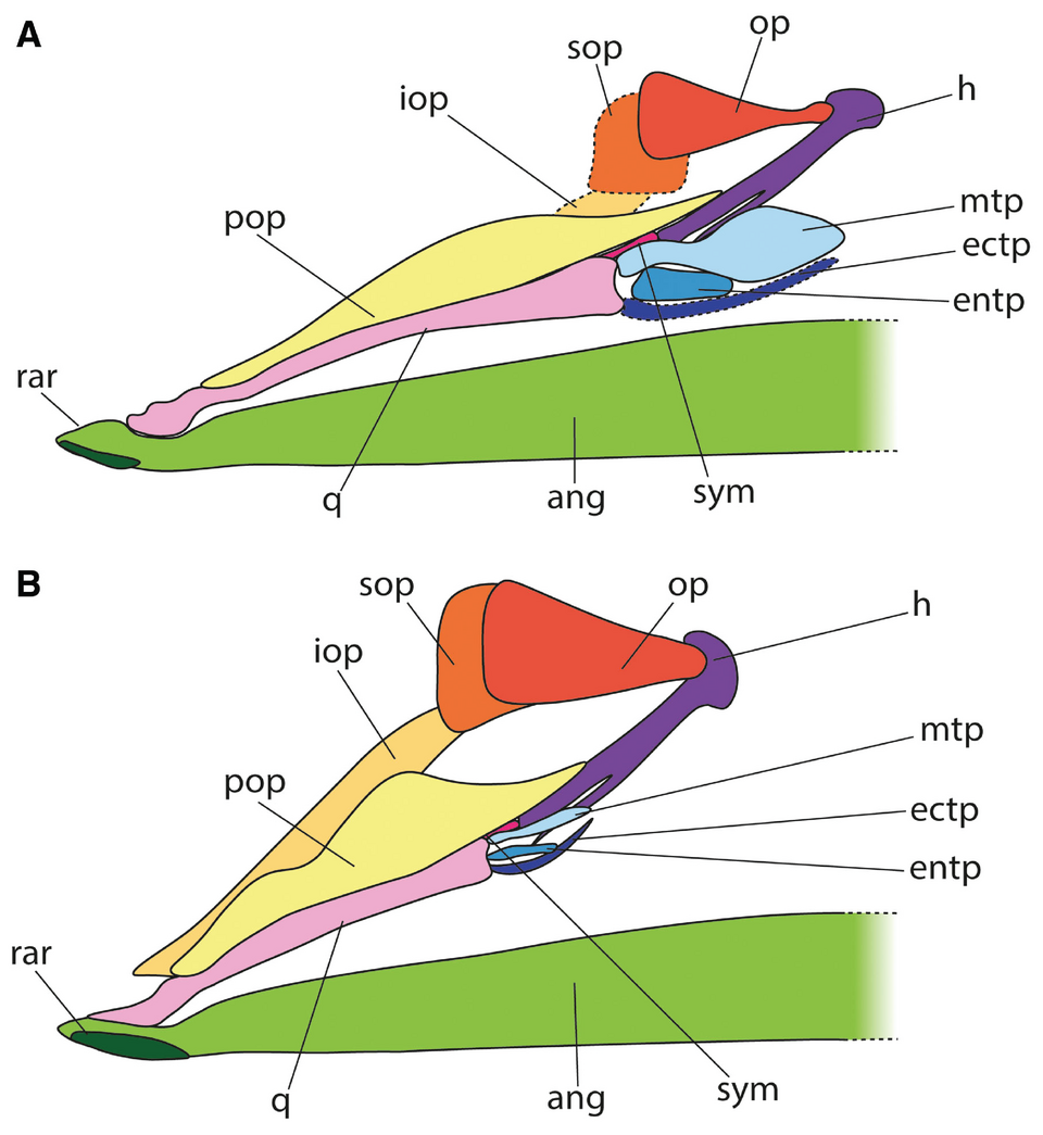 Original 2026 comparative scientific illustration of extinct Eocene Parastylephorus and modern Stylephorus posterior skulls, with retroarticular rar, anguloarticular ang, quadrate q, symplectic sym and metapterygoid mtp labelled; not human archaeology.
