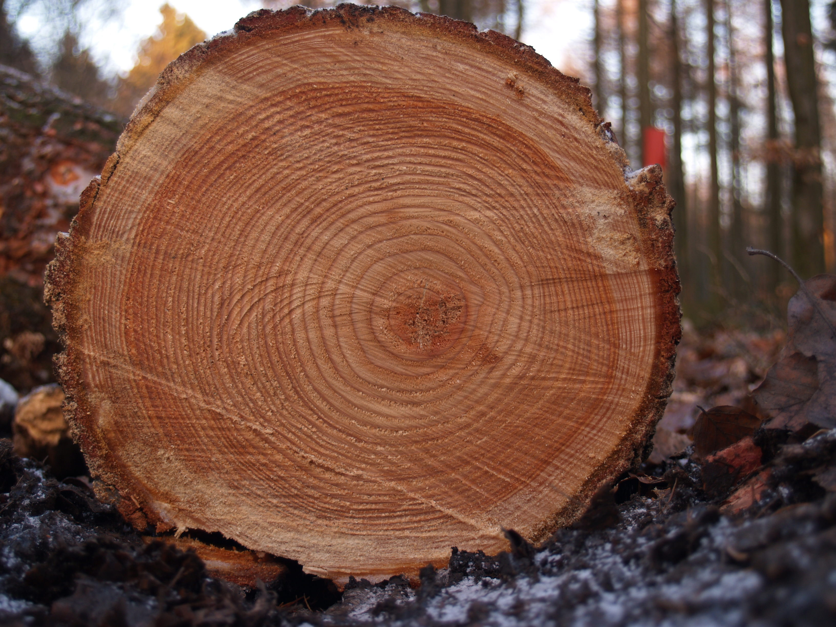 Cross-section of a tree trunk showing concentric rings of varying width; a real photograph, not the invented crossdating sequence used in the lesson.