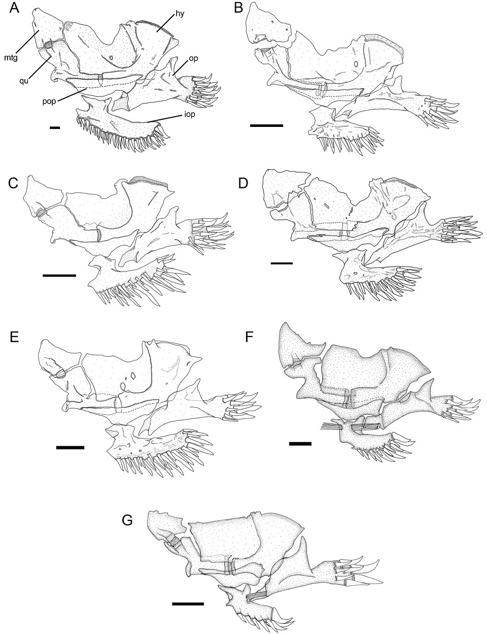 Peer-reviewed comparative osteological plate of seven trichomycterid catfishes with labelled hyomandibula, metapterygoid, quadrate and opercular bones, 1 mm scale bars; modern reference, not archaeology.
