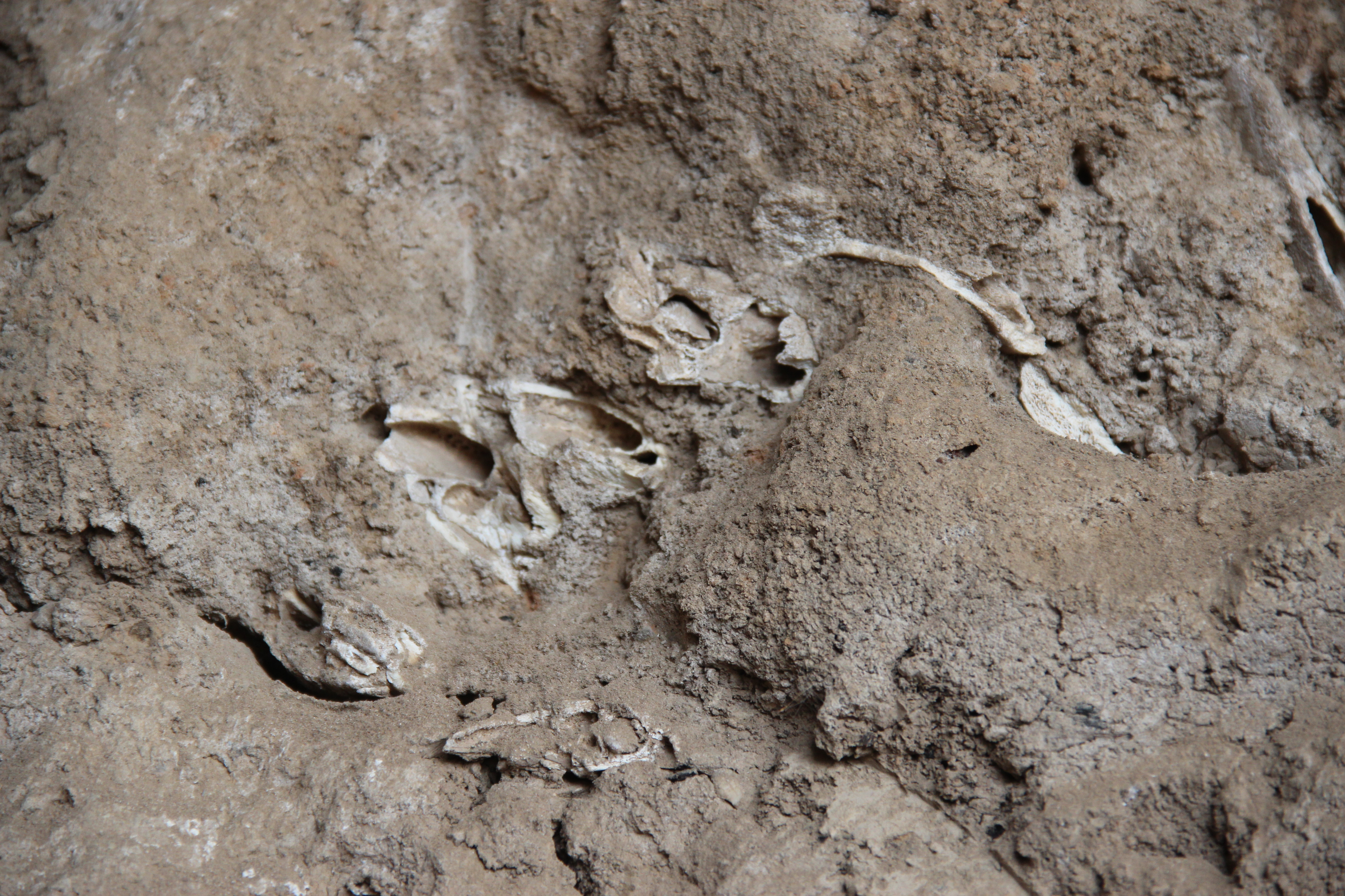Animal bones displayed at the Yangshao Culture original excavation site museum in Henan, China; historical reference photograph, unrelated to the invented bone-count worksheet.