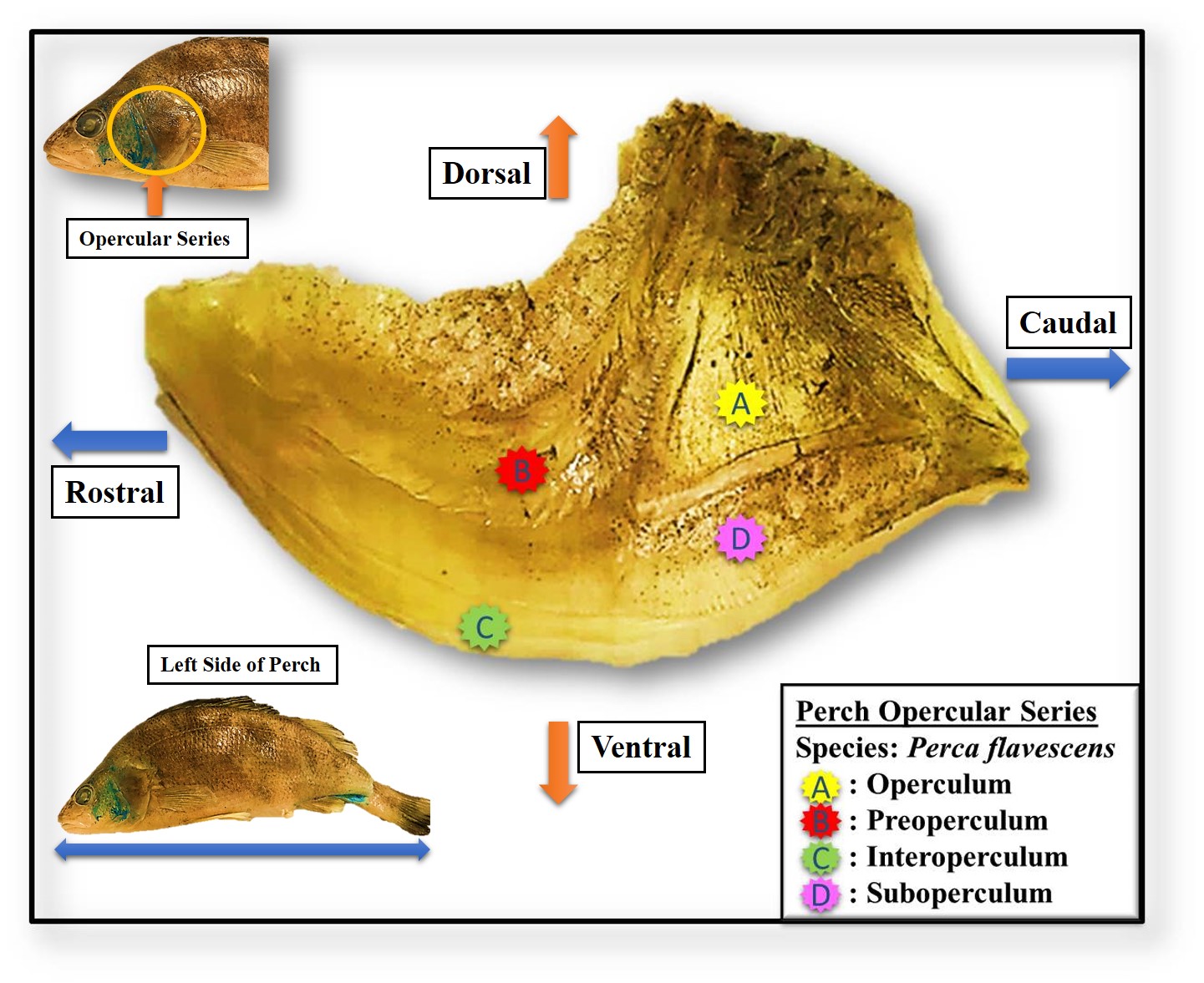 Authentic anatomical photograph of the left-side opercular series of yellow perch Perca flavescens with labels identifying operculum, preoperculum, interoperculum and suboperculum; not fictional archaeology specimens.
